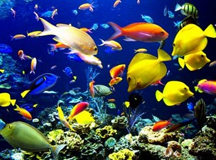 Agoda.com South Africa Apartments & Hotels