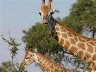 Agoda.com South Africa Apartments & Hotels