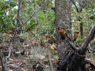 Agoda.com India Apartments & Hotels