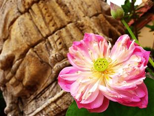 Agoda.com Cambodia Apartments & Hotels