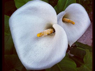 Agoda.com South Africa Apartments & Hotels