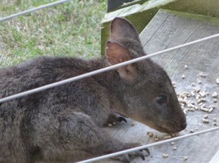 Agoda.com Australia Apartments & Hotels