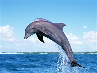 Agoda.com Maldives Apartments & Hotels