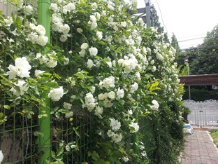 Agoda.com South Korea Apartments & Hotels