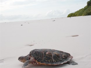 Agoda.com Maldives Apartments & Hotels