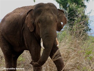 Agoda.com Sri Lanka Apartments & Hotels