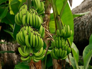 Agoda.com Vietnam Apartments & Hotels  