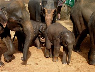 Agoda.com Sri Lanka Apartments & Hotels