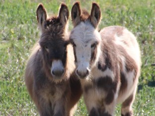 Agoda.com Australia Apartments & Hotels