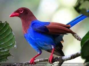 Agoda.com Sri Lanka Apartments & Hotels