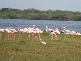 Agoda.com Sri Lanka Apartments & Hotels